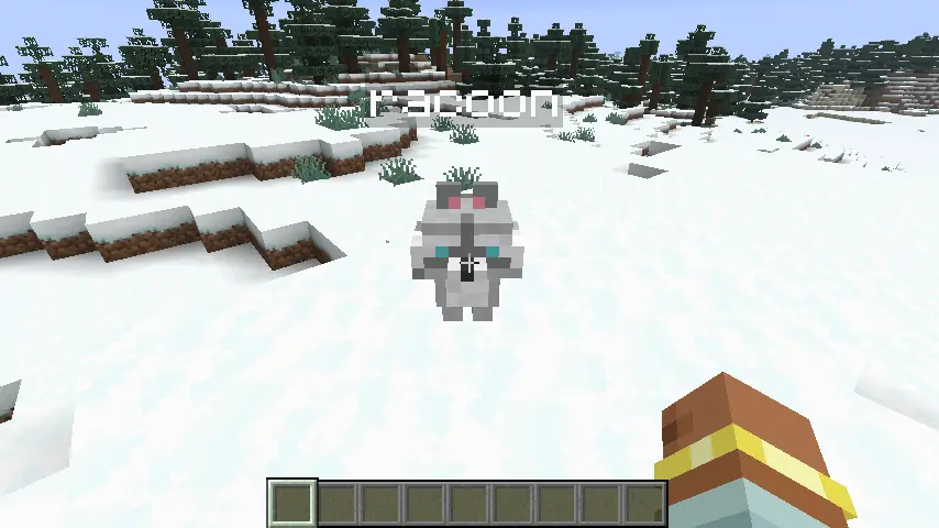 The racoon (albino)