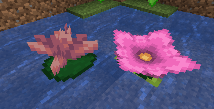 lily pad