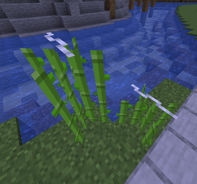 Sugarcane