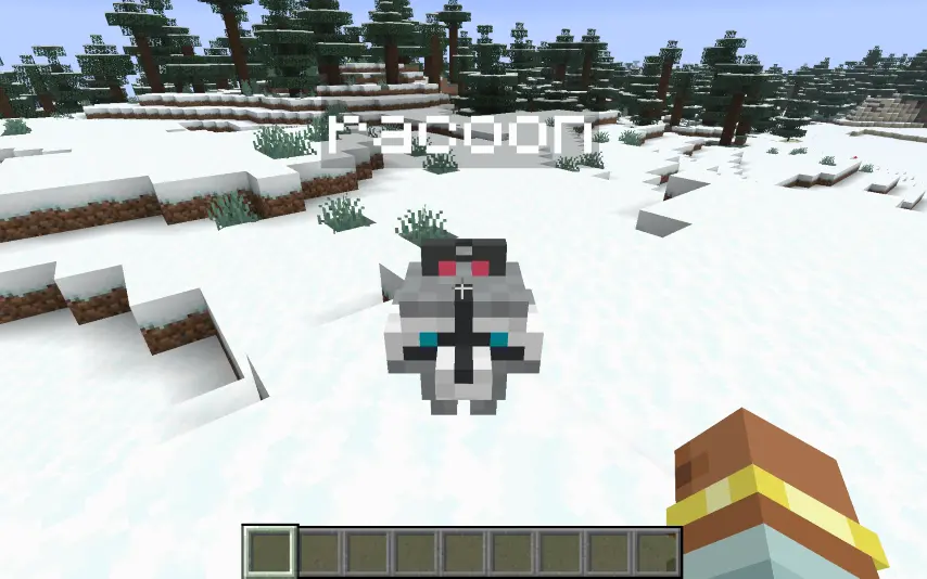 The racoon