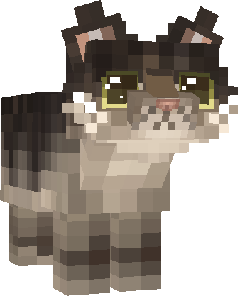 maine coon kitten