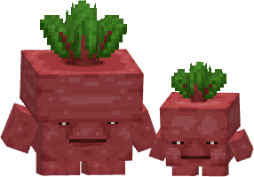 beetroot