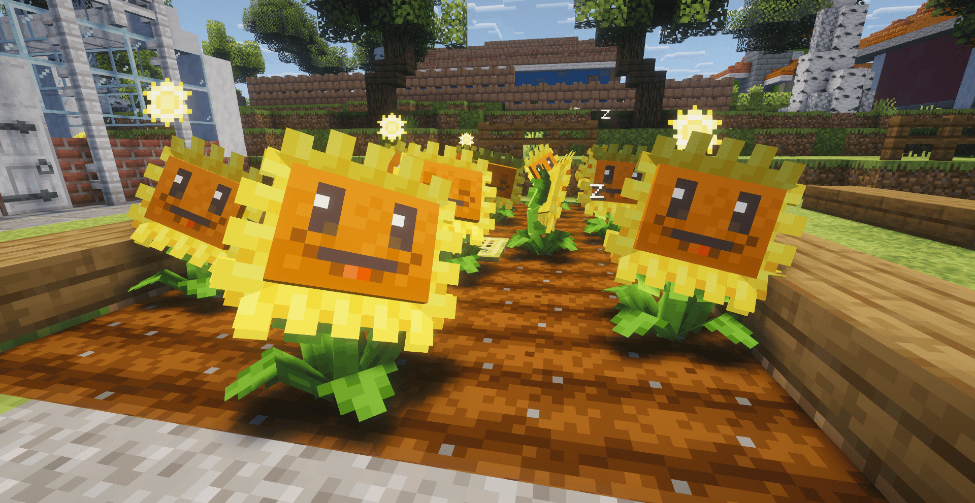 Group of sunflowers on tilled soil on a farm