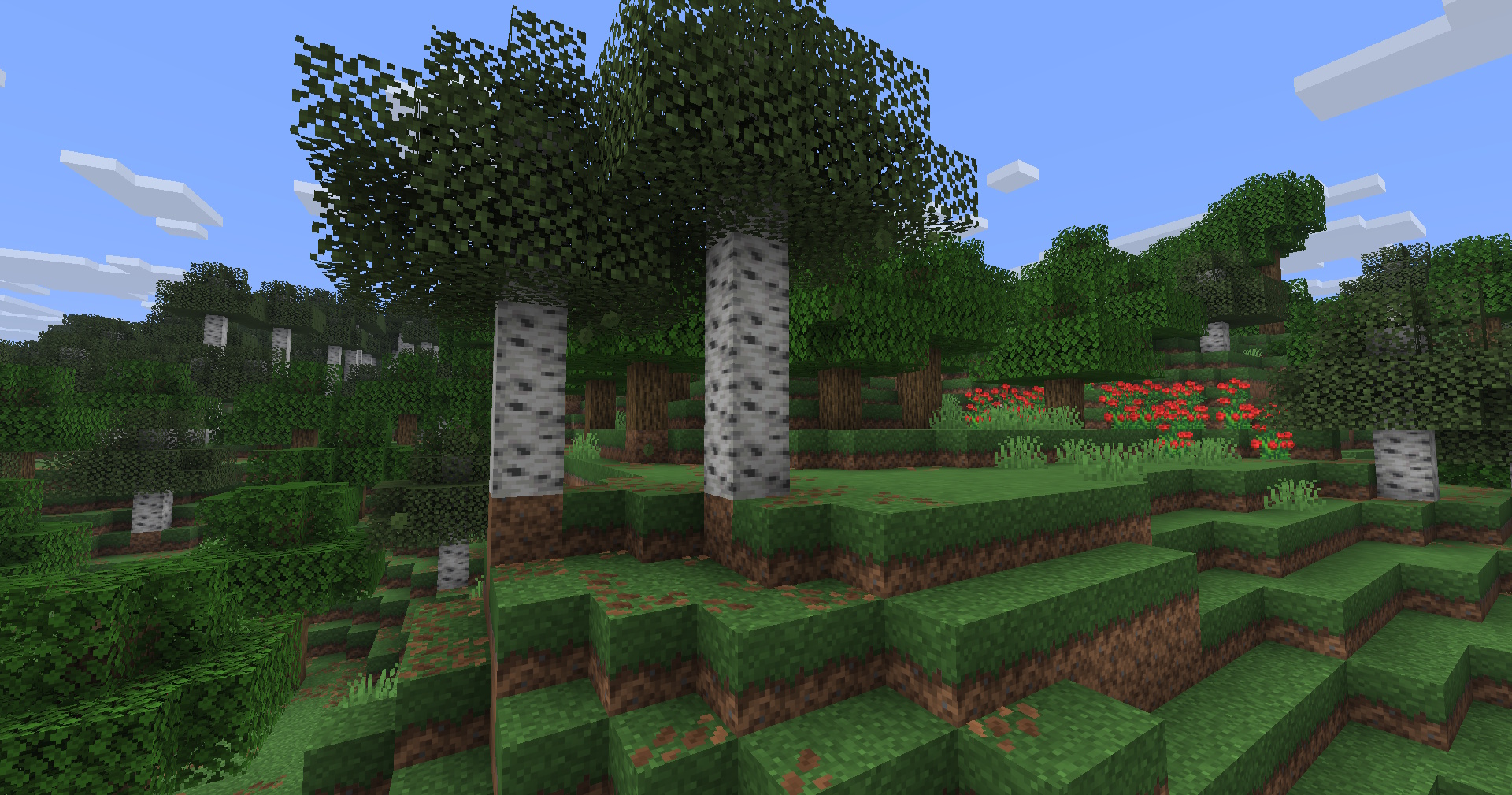 forest