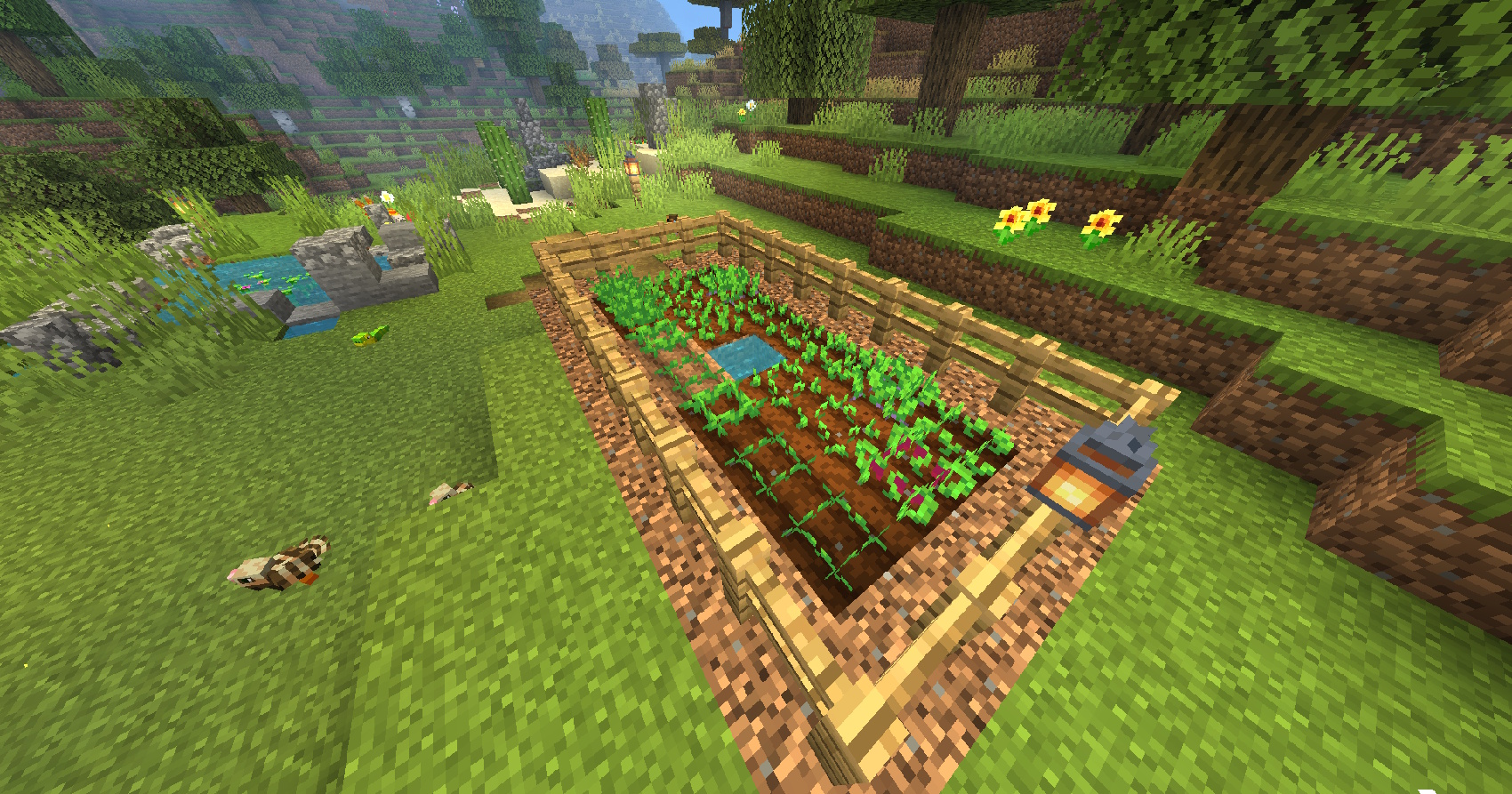 Carrot, Chili and Turnip crops surrounded by a fence.