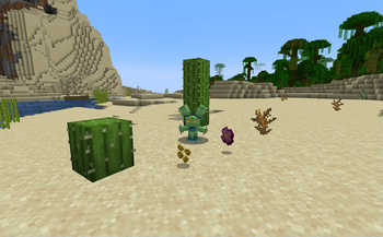 Sheared Maractus