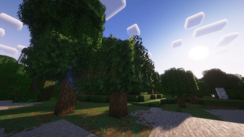 What a Beautiful Tree !