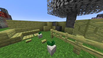 No Fruit Wood