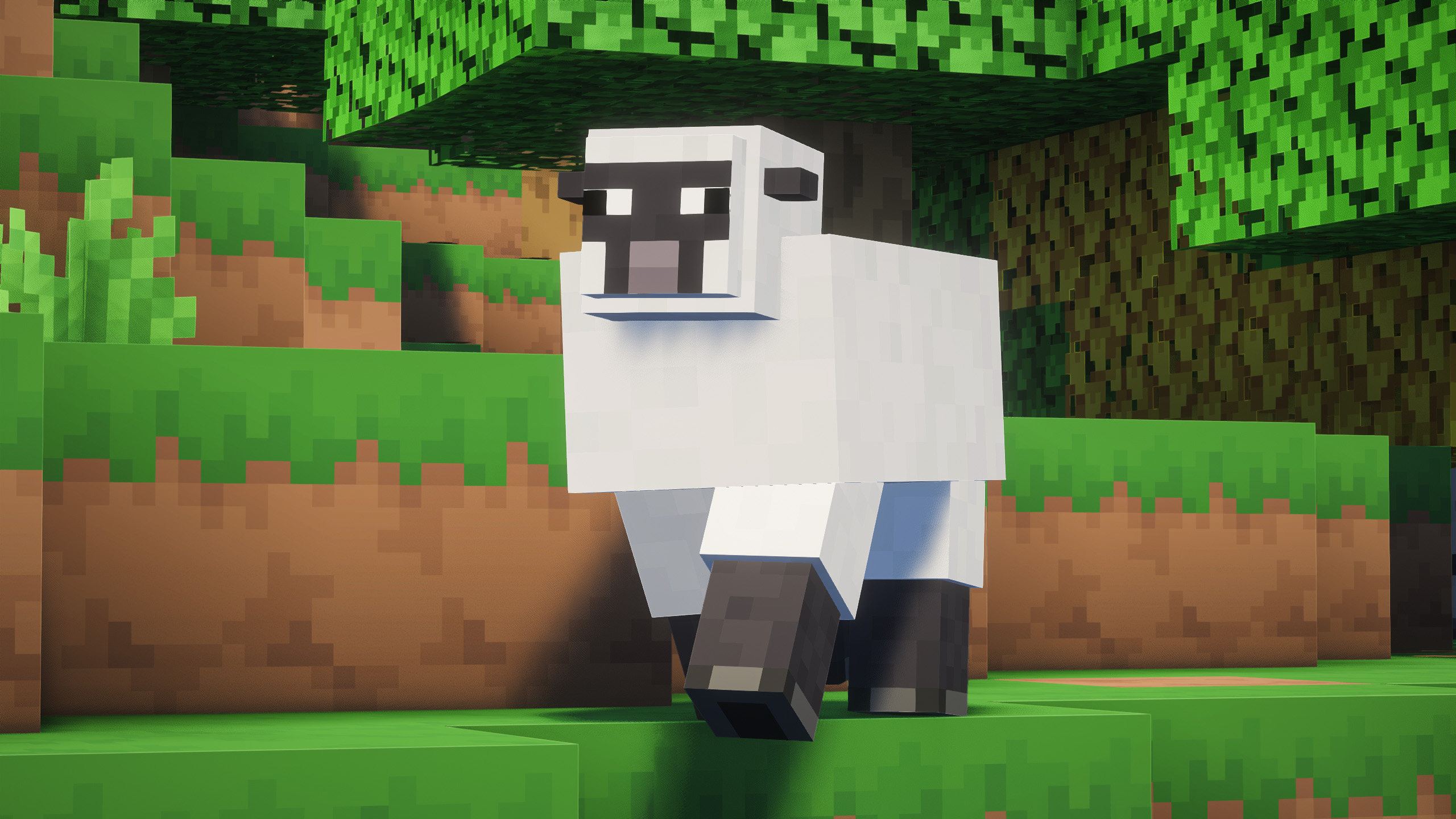 Sheep