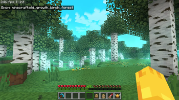 Old Birch Forest