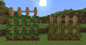Tomatoes & Chili Peppers