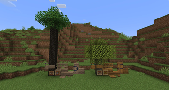 Ironwood Tree & Olive Tree