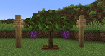 Grapes