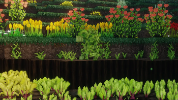 Melon and Beetroot Seeds