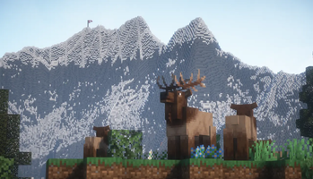 Elks in the forest