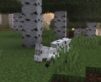 Birch Spider in the wild