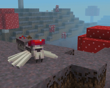 Mushroom Spider chilling