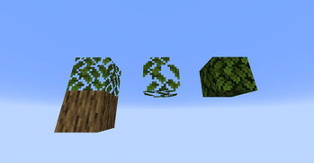 Oak Leaves