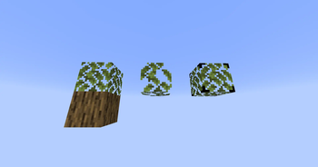 Oak Leaves