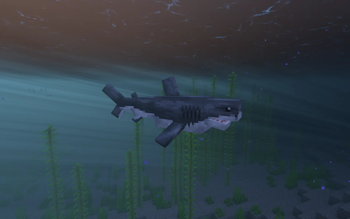 Great White Shark