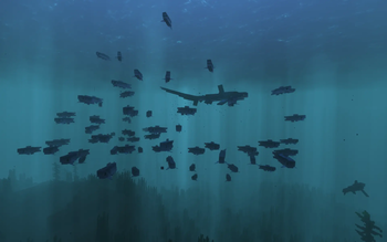 Thresher Shark & Sardines