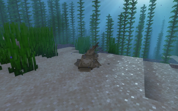 Angel Shark