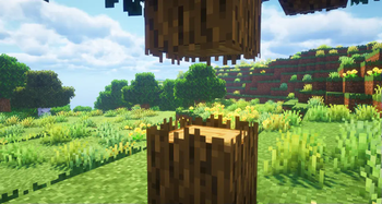 oak tree