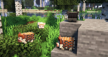 Hedgehogs