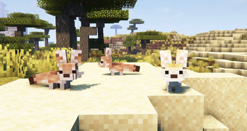 Fennec Foxes