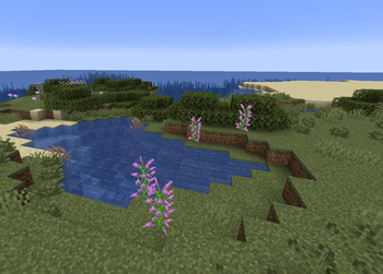 Shrubland