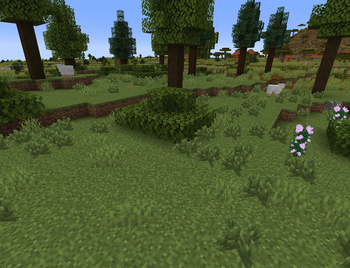 Mediterranean Forest
