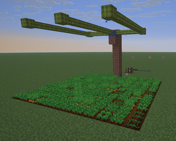 Carrot plantation