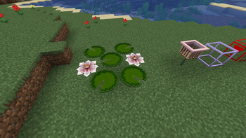 Water Lily