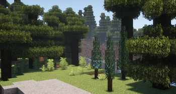 Cypress in a taiga