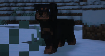 Rottweiler