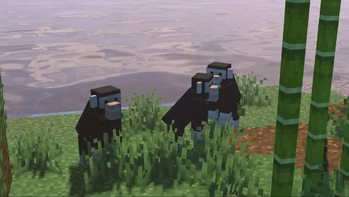 chimpanzees