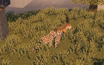 cheetahs and gazelle