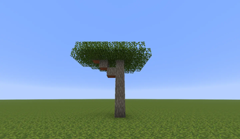 acacia tree