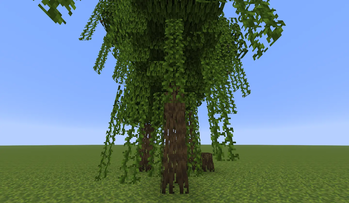 mangrove tree