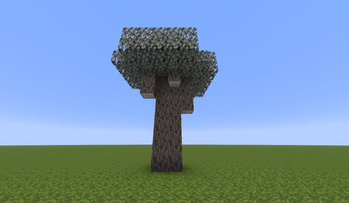 pale oak tree