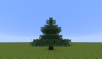 spruce tree