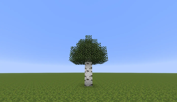 birch tree