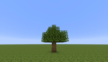 oak tree