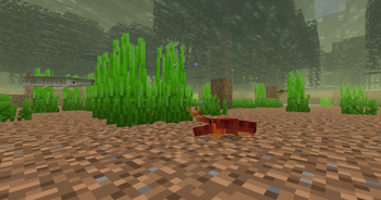 Swamp