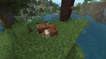 Forest Fox Sleep