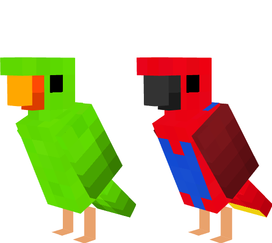 Eclectus Parrot