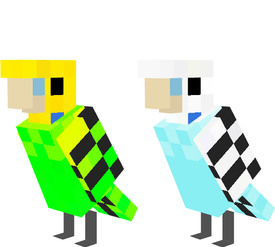 Budgerigar/Budgie/Parakeet