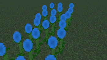 Blue sunflowers