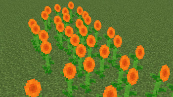 Orange sunflowers