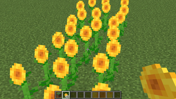 Yellow sunflowers